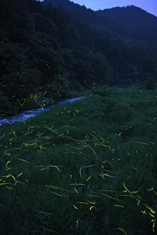 Images Dated 2nd July 2009: Japanese fireflies (Luciola cruciata) in flight at night, Japan endemic species, Hino-River