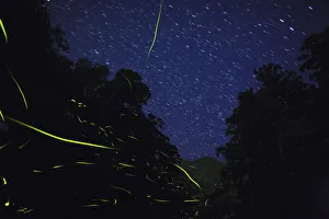 Japanese fireflies (Luciola cruciata) in flight at night, endemic species, Yaku-shima