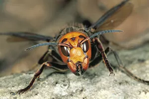 Japanese Giant Hornet {Vespa mandarinia japonica} Japan