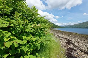 Alien Species Prints: Japanese knotweed (Fallopia japonica) dense stand flourishing by the shore of Loch Fyne