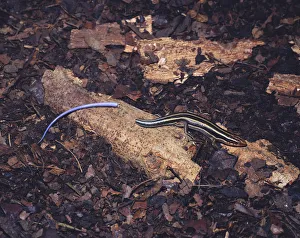 Japanese five lined skink {Eumeces japonicus} with its tail that it has broken off by itself