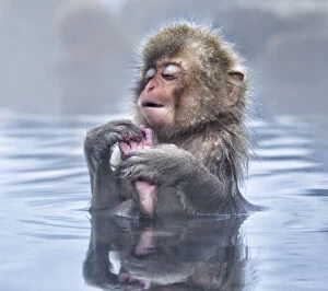 Japanese Macaque (Macaca fuscata) baby enjoying a relaxing moment in the hot spring in Jigokudani