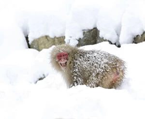 Japanese macaque (Macaca fuscata) grinning aggressively, Jigokudani, Japan, January