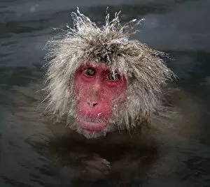 Images Dated 1st February 2012: Japanese Macaque (Macaca fuscata) with icy strands of fur on its head, Jigokudani