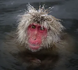 Japanese Macaque (Macaca fuscata) with icy strands of fur on its head, Jigokudani