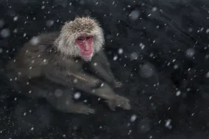 Japanese Macaque (Macaca fuscata) adult in the hot springs of Jigokudani, in the snow Japanese Macaque (Macaca fuscata) adult in the hot springs of Jigokudani, in the snow