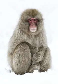 Images Dated 29th January 2012: Japanese Macaque (Macaca fuscata) adult sitting in snow with hands stacked, Jigokudani