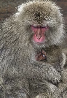 Images Dated 1st February 2012: Japanese Macaque (Macaca fuscata) mother and baby doze off together for a moment in Jigokudani