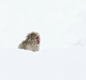 Snow Monkeys Gallery: Japanese Macaque (Macaca fuscata) sitting deep in the newly fallen snow in Jigokudani