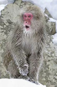 Snow Monkeys Gallery: Japanese Macaque (Macaca fuscata) female watches as other monkeys squabble and scream