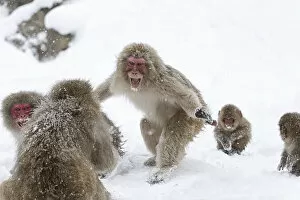 Snow Monkeys Gallery: Japanese Macaque (Macaca fuscata) aggressive adult male approaches another monkey in Jigokudani