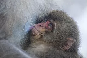Snow Monkeys Gallery: Japanese Macaque (Macaca fuscata) suckling and looking up at its mother, Jigokudani, Japan