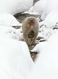Images Dated 1st February 2012: Japanese Macaque (Macaca fuscata) carrying baby through the snow, Jigokudani, Japan