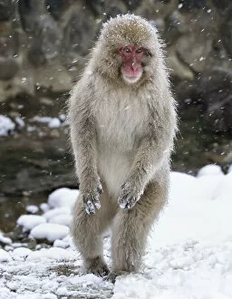 Snow Monkeys Gallery: Japanese Macaque (Macaca fuscata) female standing on hind legs in snow, Jigokudani, Japan
