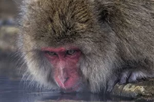 Snow Monkeys Gallery: Japanese Macaque (Macaca fuscata) drinking from hotsprings, Jigokudani, Japan. February