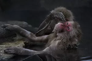 Snow Monkeys Gallery: Japanese Macaque (Macaca fuscata) grooming another in hot spring, Jigokudani, Japan