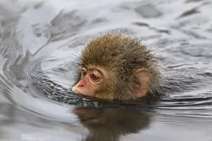 Snow Monkeys Gallery: Japanese Macaque (Macaca fuscata) juvenile swimming in hot spring, Jigokudani, Japan
