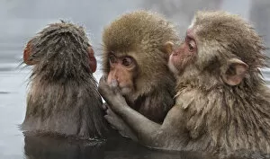 Snow Monkeys Gallery: Japanese Macaque (Macaca fuscata) juvenile pulling on another juveniles cheek