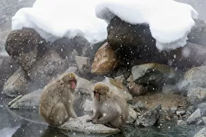 Snow Monkeys Gallery: Japanese Macaque (Macaca fuscata) pair rest together on a rock near the river in Jigokudani