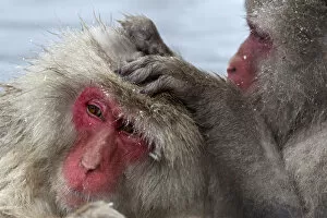 Snow Monkeys Gallery: Japanese Macaque (Macaca fuscata) grooming another in Jigokudani, Japan