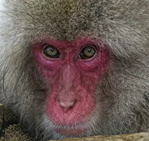 Snow Monkeys Gallery: Japanese Macaque (Macaca fuscata) adult face portrait in hot springs, Jigokudani, Japan