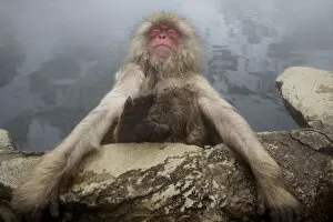 Snow Monkeys Gallery: Japanese macaque (Macaca fuscata) relaxing in hot spring in Jigokudani, Yaenkoen