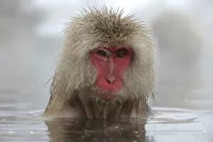 Snow Monkeys Gallery: Japanese macaque (Macaca fuscata) in hot spring in Jigokudani, Yaenkoen, Nagano, Japan