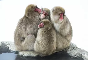 Snow Monkeys Gallery: Japanese macaque (Macaca fuscata) group huddling up together, Jigokudani, Nagano, Japan