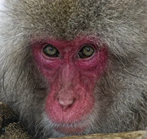 Snow Monkeys Prints: Japanese Macaque (Macaca fuscata) adult face portrait in hot springs, Jigokudani, Japan