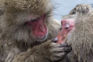 Japanese Macaque (Macaca fuscata) adult female grooming another in hotspring, Jigokudani