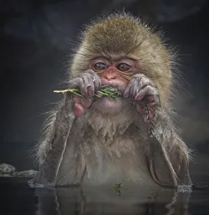 Japanese Macaque (Macaca fuscata) biting needles from tree branch while sitting in