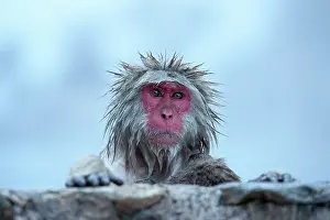 Geothermal Prints: Japanese macaque (Macaca fuscata) emerging from thermal pool