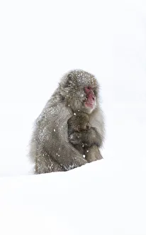 Snow Monkeys Prints: Japanese Macaque (Macaca fuscata) female holding baby close in snow, Jigokudani, Japan