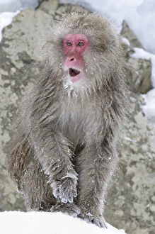 Snow Monkeys Prints: Japanese Macaque (Macaca fuscata) female watches as other monkeys squabble and scream