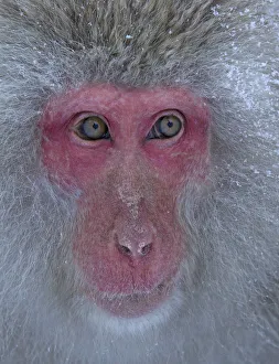 Snow Monkeys Prints: Japanese Macaque (Macaca fuscata) gazing off into the distance in Jigokudani, Japan