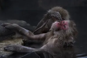 Japanese Macaque (Macaca fuscata) grooming another in hot spring, Jigokudani, Japan