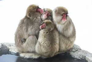 Snow Monkeys Prints: Japanese macaque (Macaca fuscata) group huddling up together, Jigokudani, Nagano, Japan