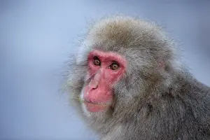 Macaca Prints: Japanese macaque (Macaca fuscata) head portrait