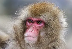 Japan Prints: Japanese macaque (Macaca fuscata) head portrait