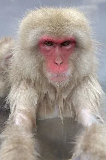 Snow Monkeys Prints: Japanese macaque (Macaca fuscata) in hot spring in Jigokudani, Yaenkoen, Nagano, Japan