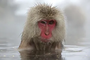 Snow Monkeys Prints: Japanese macaque (Macaca fuscata) in hot spring in Jigokudani, Yaenkoen, Nagano, Japan