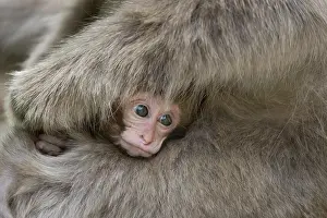 Fluffy Prints: Japanese macaque (Macaca fuscata) infant being held by mother