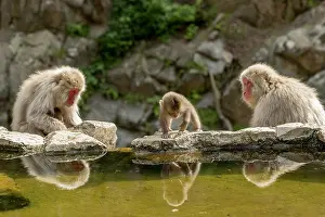 Fluffy Prints: Japanese macaque (Macaca fuscata) infant looking into water as adults rest beside hot springs