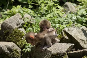 Hand Prints: Japanese macaque (Macaca fuscata) infants playing