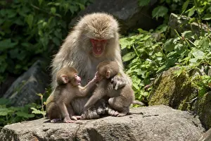 Fluffy Prints: Japanese macaque (Macaca fuscata) infants playing in front of female near hot springs of Jikogudani Monkey Park