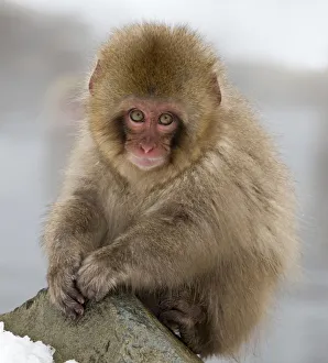 Snow Monkeys Prints: Japanese Macaque (Macaca fuscata) juvenile portrait, Jigokudani, Japan. February