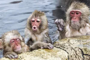Japanese Macaque (Macaca fuscata) juvenile pulling on ear of another juvenile in hotspring
