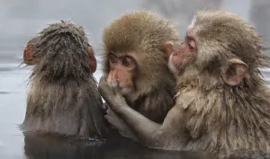 Japanese Macaque (Macaca fuscata) juvenile pulling on another juveniles cheek