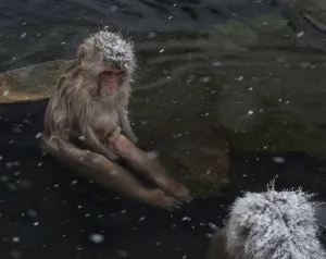 Snow Monkeys Prints: Japanese Macaque (Macaca fuscata) juvenile sitting on rock in hot springs, Jigokudani
