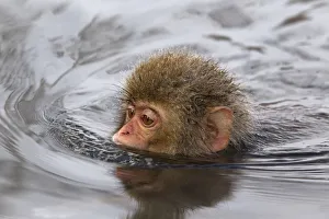 Snow Monkeys Prints: Japanese Macaque (Macaca fuscata) juvenile swimming in hot spring, Jigokudani, Japan